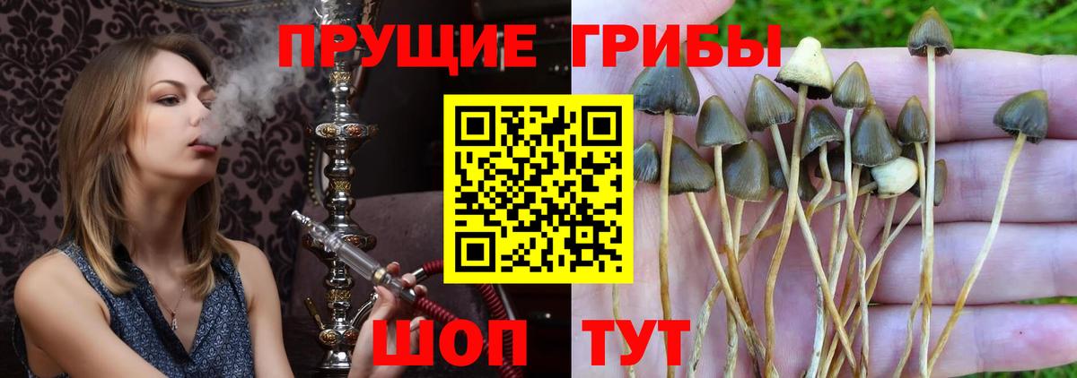 Железноводск  Галлюциногенные грибы Cubensis  Вход с VPN 
